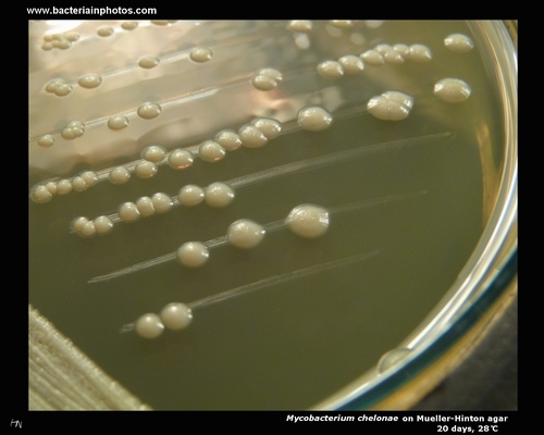 mycobacterium chelonae colonies on mueller hinton agar